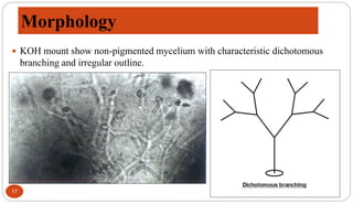 Morphology
17
 KOH mount show non-pigmented mycelium with characteristic dichotomous
branching and irregular outline.
 