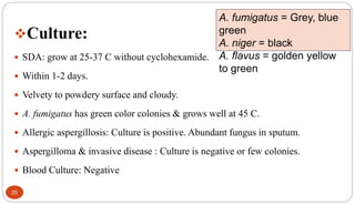 25
Culture:
 SDA: grow at 25-37 C without cyclohexamide.
 Within 1-2 days.
 Velvety to powdery surface and cloudy.
 A. fumigatus has green color colonies & grows well at 45 C.
 Allergic aspergillosis: Culture is positive. Abundant fungus in sputum.
 Aspergilloma & invasive disease : Culture is negative or few colonies.
 Blood Culture: Negative
A. fumigatus = Grey, blue
green
A. niger = black
A. flavus = golden yellow
to green
 