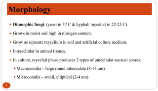 Morphology
5
 Dimorphic fungi. (yeast in 37 C & hyphal/ mycelial in 22-25 C)
 Grows in moist soil high in nitrogen content.
 Grow as separate mycelium in soil and artificial culture medium.
 Intracellular in animal tissues.
 In culture, mycelial phase produces 2 types of unicellular asexual spores.
 Macroconidia – large round tuberculate (8-15 um)
 Microconidia – small, elliptical (2-4 um)
 