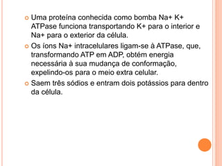  Uma proteína conhecida como bomba Na+ K+
ATPase funciona transportando K+ para o interior e
Na+ para o exterior da célula.
 Os íons Na+ intracelulares ligam-se à ATPase, que,
transformando ATP em ADP, obtém energia
necessária à sua mudança de conformação,
expelindo-os para o meio extra celular.
 Saem três sódios e entram dois potássios para dentro
da célula.
 