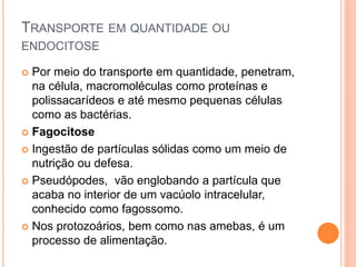 TRANSPORTE EM QUANTIDADE OU
ENDOCITOSE
 Por meio do transporte em quantidade, penetram,
na célula, macromoléculas como proteínas e
polissacarídeos e até mesmo pequenas células
como as bactérias.
 Fagocitose
 Ingestão de partículas sólidas como um meio de
nutrição ou defesa.
 Pseudópodes, vão englobando a partícula que
acaba no interior de um vacúolo intracelular,
conhecido como fagossomo.
 Nos protozoários, bem como nas amebas, é um
processo de alimentação.
 