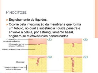 PINOCITOSE
 Englobamento de líquidos.
 Ocorre pela invaginação da membrana que forma
um túbulo, no qual a substância líquida penetra e
envolve a célula, por estrangulamento basal,
originam-se microvacúolos denominados
pinossomos.
 