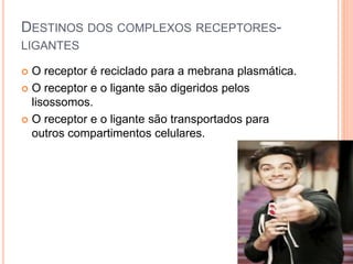 DESTINOS DOS COMPLEXOS RECEPTORES-
LIGANTES
 O receptor é reciclado para a mebrana plasmática.
 O receptor e o ligante são digeridos pelos
lisossomos.
 O receptor e o ligante são transportados para
outros compartimentos celulares.
 