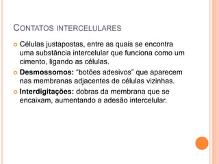 CONTATOS INTERCELULARES
 Células justapostas, entre as quais se encontra
uma substância intercelular que funciona como um
cimento, ligando as células.
 Desmossomos: “botões adesivos” que aparecem
nas membranas adjacentes de células vizinhas.
 Interdigitações: dobras da membrana que se
encaixam, aumentando a adesão intercelular.
 