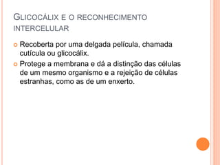 GLICOCÁLIX E O RECONHECIMENTO
INTERCELULAR
 Recoberta por uma delgada película, chamada
cutícula ou glicocálix.
 Protege a membrana e dá a distinção das células
de um mesmo organismo e a rejeição de células
estranhas, como as de um enxerto.
 