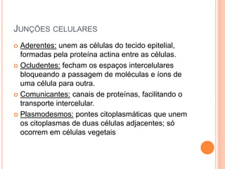 JUNÇÕES CELULARES
 Aderentes: unem as células do tecido epitelial,
formadas pela proteína actina entre as células.
 Ocludentes: fecham os espaços intercelulares
bloqueando a passagem de moléculas e íons de
uma célula para outra.
 Comunicantes: canais de proteínas, facilitando o
transporte intercelular.
 Plasmodesmos: pontes citoplasmáticas que unem
os citoplasmas de duas células adjacentes; só
ocorrem em células vegetais
 