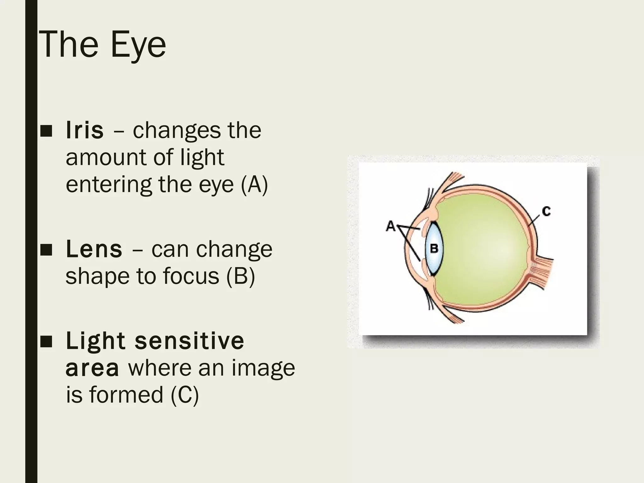 The Eye
■ Iris – changes the
amount of light
entering the eye (A)
■ Lens – can change
shape to focus (B)
■ Light sensitive
area where an image
is formed (C)
 