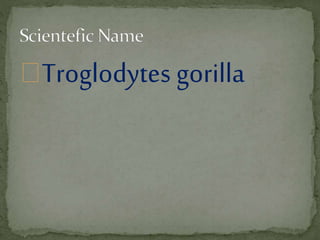 Troglodytes gorilla
 