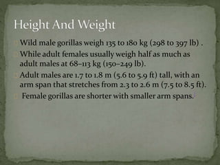 Wild male gorillas weigh 135 to 180 kg (298 to 397 lb) .
While adult females usually weigh half as much as
adult males at 68–113 kg (150–249 lb).
Adult males are 1.7 to 1.8 m (5.6 to 5.9 ft) tall, with an
arm span that stretches from 2.3 to 2.6 m (7.5 to 8.5 ft).
Female gorillas are shorter with smaller arm spans.[
 