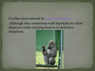 Gorillas move around by knuckle-walking.
Although they sometimes walk bipedally for short
distances while carrying food or in defensive
situations.
 