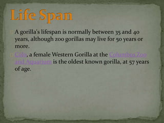 A gorilla's lifespan is normally between 35 and 40
years, although zoo gorillas may live for 50 years or
more.
Colo, a female Western Gorilla at the Columbus Zoo
and Aquarium is the oldest known gorilla, at 57 years
of age.
 