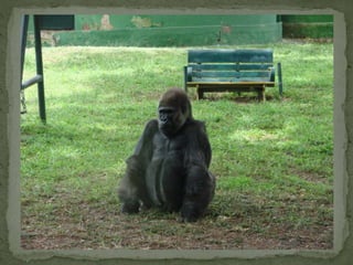 The Apes............