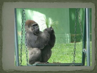 The Apes............