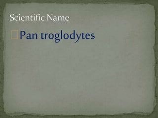 Pan troglodytes
 