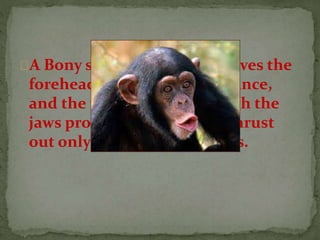 A Bony shelf over the eyes gives the
forehead a receding appearance,
and the nose is flat. Although the
jaws protrude, the lips are thrust
out only when a chimp pouts.
 