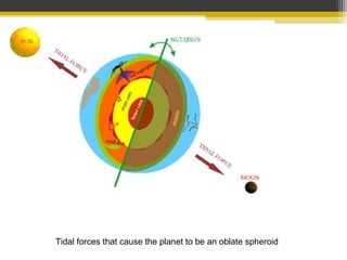 Tidal forces that cause the planet to be an oblate spheroid
 