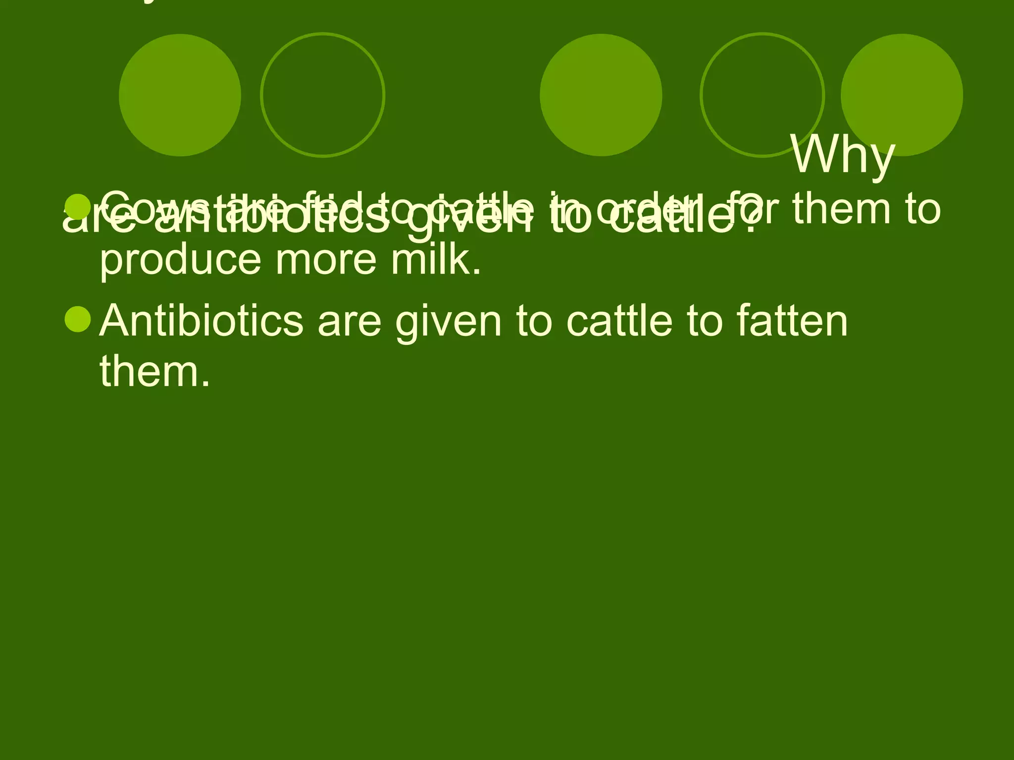 Why are hormones fed to cattle?  Why are antibiotics given to cattle?  Cows are fed to cattle in order  for them to produce more milk. Antibiotics are given to cattle to fatten them. 