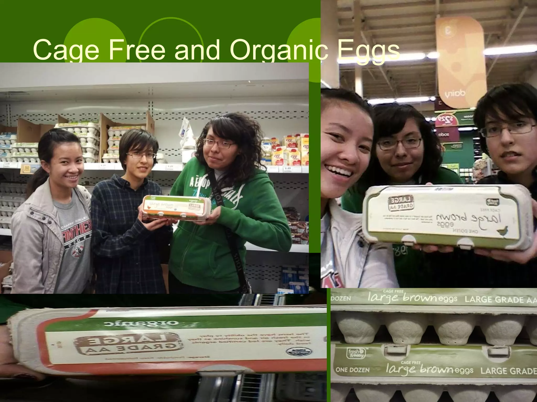 Cage Free and Organic Eggs 