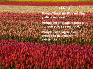 LLORO Porque llorar purifica mi alma y alivia mi corazón. Porque mi angustia decrece, aunque solo sea un poco. Porque cada lágrima es un propósito de mejorar mi existencia. 