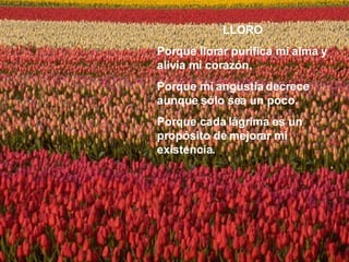 LLORO Porque llorar purifica mi alma y alivia mi corazón. Porque mi angustia decrece aunque sólo sea un poco. Porque cada lágrima es un propósito de mejorar mi existencia. 