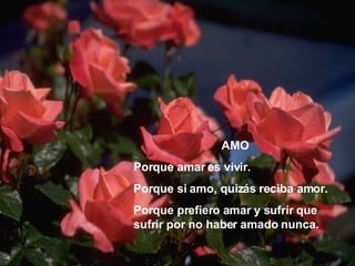 AMO Porque amar es vivir. Porque si amo, quizás reciba amor. Porque prefiero amar y sufrir que sufrir por no haber amado nunca. 