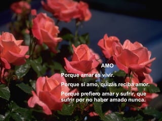 AMO Porque amar es vivir. Porque si amo, quizás reciba amor. Porque prefiero amar y sufrir, que sufrir por no haber amado nunca. 