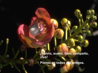 ¡Sonrío, sueño, lloro, comparto, vivo! Pienso en todos mis amigos. 