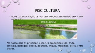 • NOME DADO À CRIAÇÃO DE PEIXE EM TANQUES, PERMITINDO UMA MAIOR
PRODUÇÃO.
PISCICULTURA
No nosso país as principais espécies produzidas são: truta,
ameijoa, berbigão, choco, dourada, enguia, mexilhão, ostra, entre
outras.
 