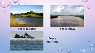 Pesca lagunar Pesca fluvial
Pesca
marítima
 