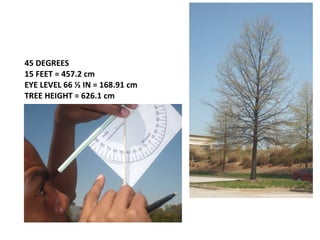 45 DEGREES  15 FEET = 457.2 cm EYE LEVEL 66 ½ IN = 168.91 cm TREE HEIGHT = 626.1 cm 