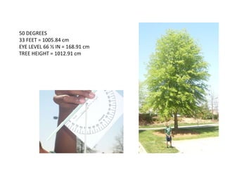 50 DEGREES  33 FEET = 1005.84 cm EYE LEVEL 66 ½ IN = 168.91 cm TREE HEIGHT = 1012.91 cm 
