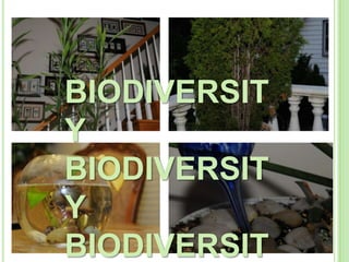 BIODIVERSIT
Y
BIODIVERSIT
Y
BIODIVERSIT
 