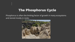 The Phosphorus Cycle
Phosphorus is often the limiting factor of growth in many ecosystems
and stored mostly in rocks.
 