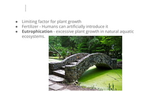 ● Limiting factor for plant growth
● Fertilizer - Humans can artiﬁcially introduce it
● Eutrophication - excessive plant growth in natural aquatic
ecosystems.
 