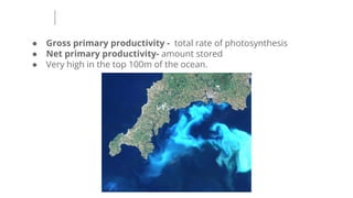 ● Gross primary productivity - total rate of photosynthesis
● Net primary productivity- amount stored
● Very high in the top 100m of the ocean.
 