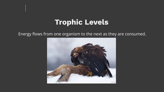 Trophic Levels
Energy ﬂows from one organism to the next as they are consumed.
 