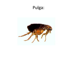 Pulga:
 