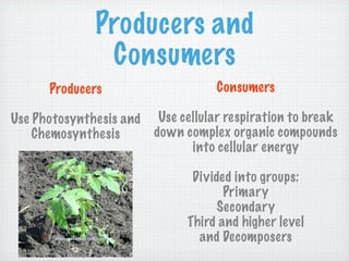 Producers and
               Consumers
      Producers                     Consumers

Use Photosynthesis and    Use cellular respiration to break
    Chemosynthesis       down complex organic compounds
                                into cellular energy

                                Divided into groups:
                                      Primary
                                     Secondary
                               Third and higher level
                                 and Decomposers
 