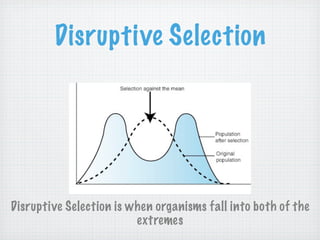 Disruptive Selection




Disruptive Selection is when organisms fall into both of the
                         extremes
 