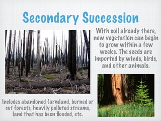 Secondary Succession
                                            With soil already there,
                                           new vegetation can begin
                                             to grow within a few
                                             weeks. The seeds are
                                           imported by winds, birds,
                                              and other animals.




Includes abandoned farmland, burned or
  cut forests, heavily polluted streams,
     land that has been ﬂooded, etc.
 