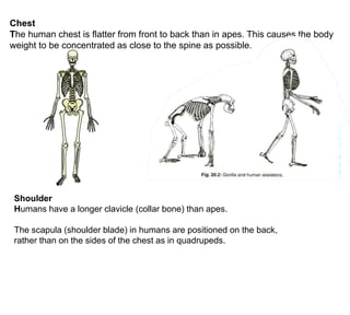 ChestThe human chest is flatter from front to back than in apes. This causes the body weight to be concentrated as close to the spine as possible.ShoulderHumans have a longer clavicle (collar bone) than apes. The scapula (shoulder blade) in humans are positioned on the back, rather than on the sides of the chest as in quadrupeds. 
