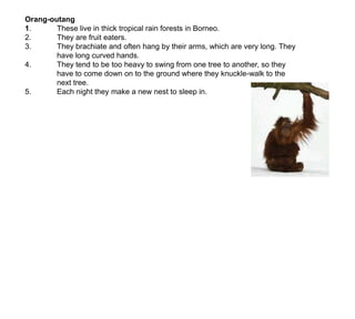 Orang-outang  1.	These live in thick tropical rain forests in Borneo. 2.	They are fruit eaters.3.	They brachiate and often hang by their arms, which are very long. They 	have long curved hands.4.	They tend to be too heavy to swing from one tree to another, so they 	have to come down on to the ground where they knuckle-walk to the 	next tree.5.	Each night they make a new nest to sleep in.