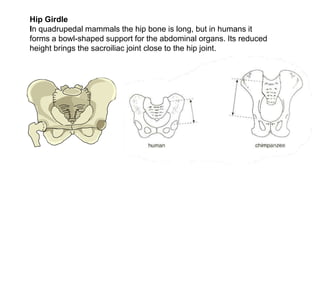 Hip GirdleIn quadrupedal mammals the hip bone is long, but in humans it forms a bowl-shaped support for the abdominal organs. Its reduced height brings the sacroiliac joint close to the hip joint.