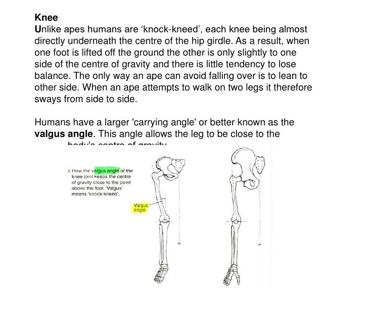 Apes Vs Humans & Skeletal Differences