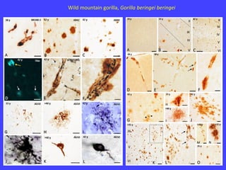Wild mountain gorilla, Gorilla beringei beringei