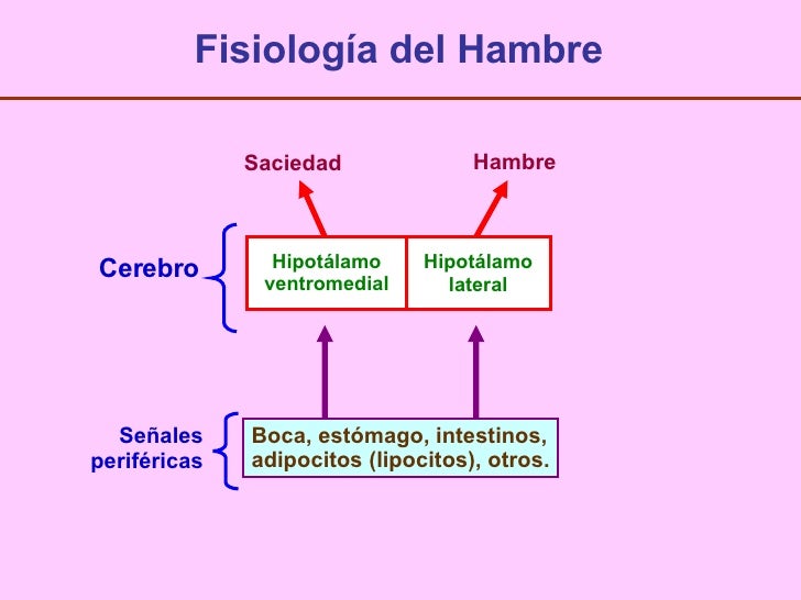 Apetito Y Obesidad Apetito Y Obesidad
