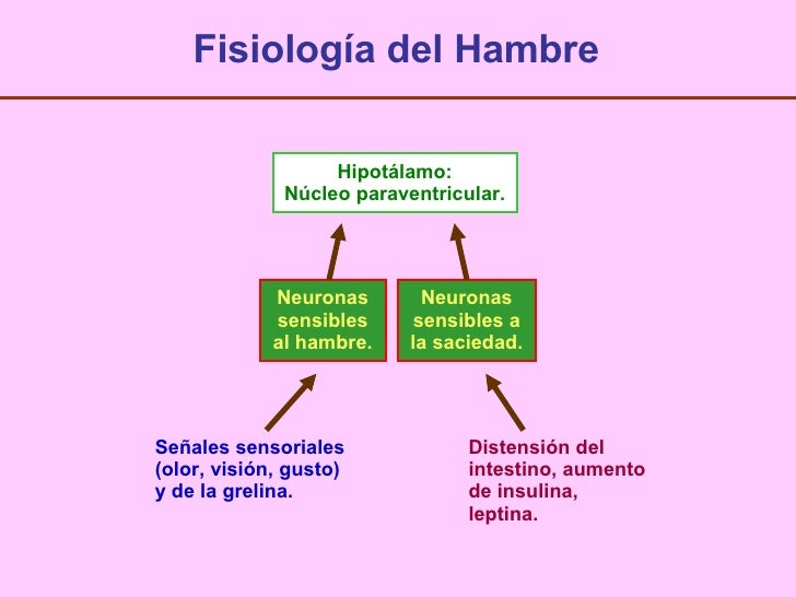 Apetito Y Obesidad Apetito Y Obesidad