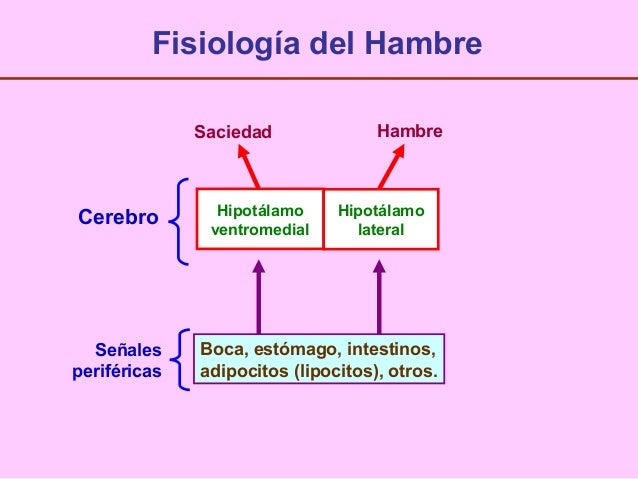 Apetito y obesidad Apetito y obesidad
