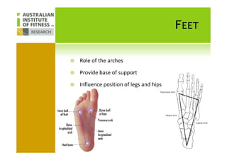 FEET
Role of the arches
Provide base of support
Influence position of legs and hips
 