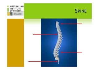 SPINE
 